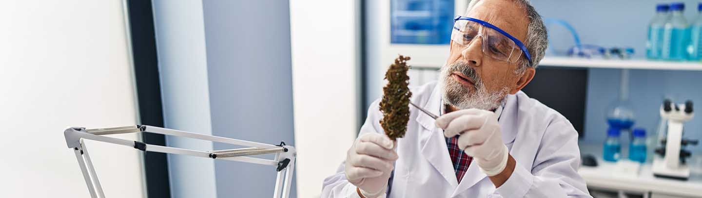 The new German Cannabis Act – opportunities and restrictions for international suppliers, distributors and producers